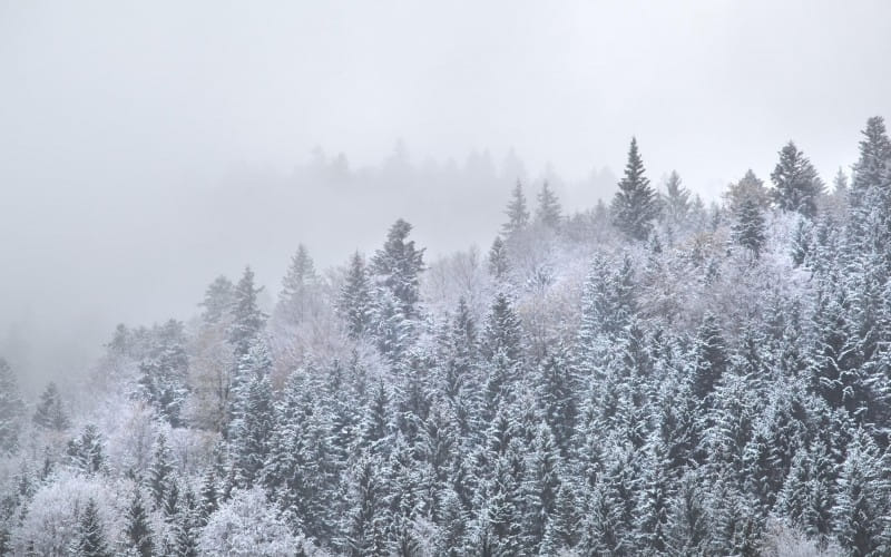 mountainforestindensewinterfog20210826171728utc.jpg